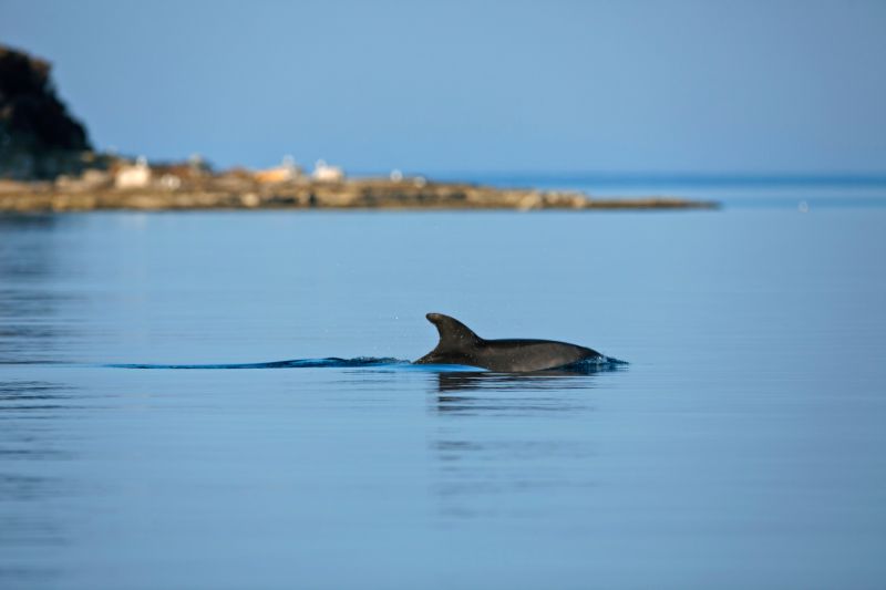 Delfine Kroatien