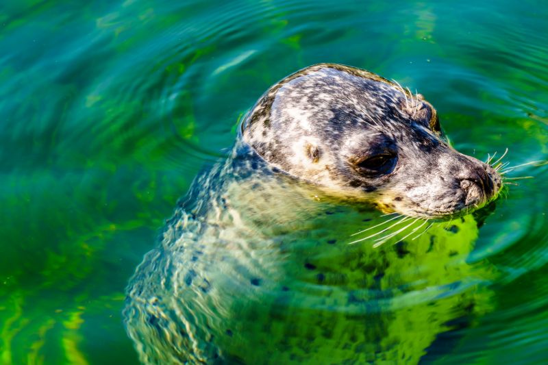 Zeehonden Neeltje Jans Seehunde Neeltje Jans