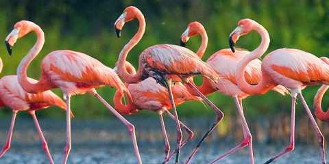 Die 10 besten Zoos in Frankreich