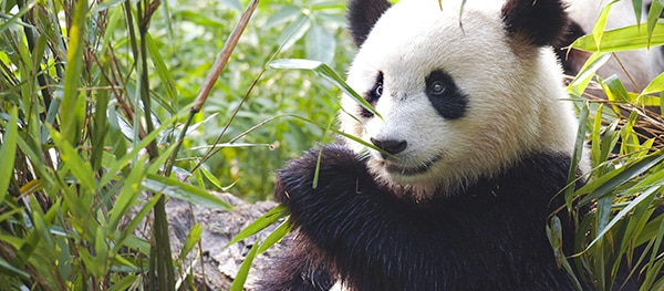 ZooParc de Beauval Frankreich