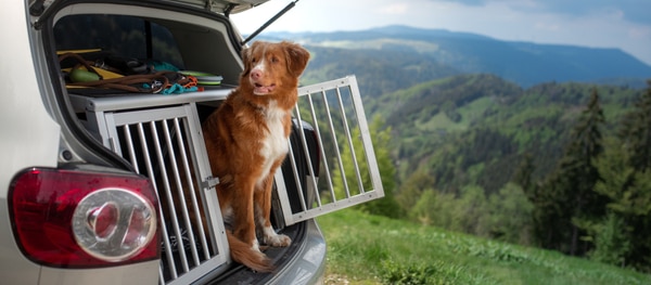 In einem Reisezwinger ist Ihr Hund während der Fahrt am sichersten.