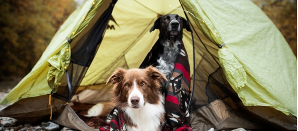 Vielleicht ist beim Camping mit Hund auch ein Zelt für den Hund eine gute Idee.