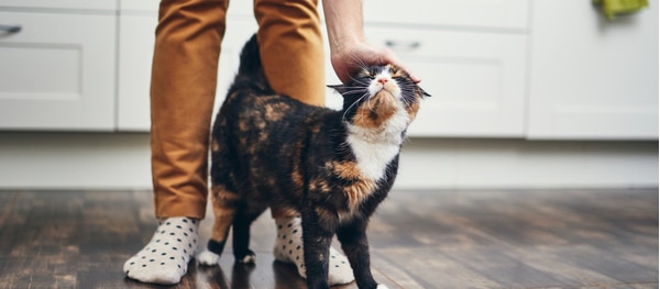 Können sich eure Freunde oder Verwandten um die Katze kümmern?