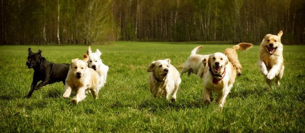 Hunde beim ausgelassenen Spiel auf einer Wiese in einer Hundepension.