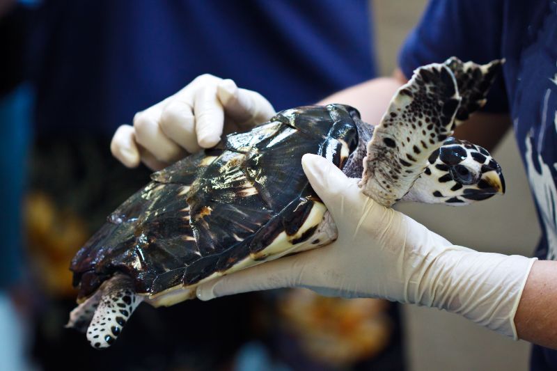 Schildkröte in Auffangstation