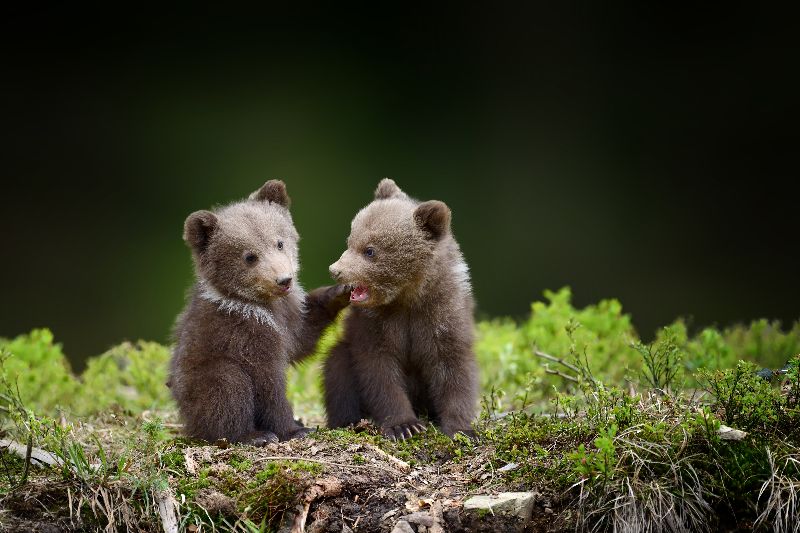 Junge Bären in Slowenien