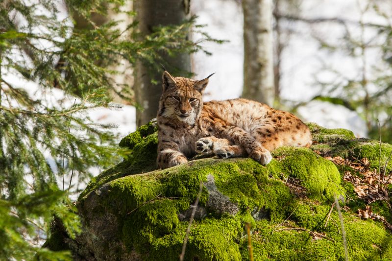 Bayerischer Wald: Luchse