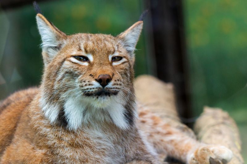 wilde dieren Kroatië