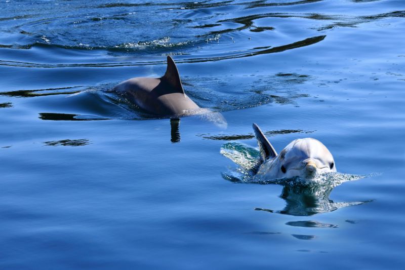 Dolfijnen Kroatië