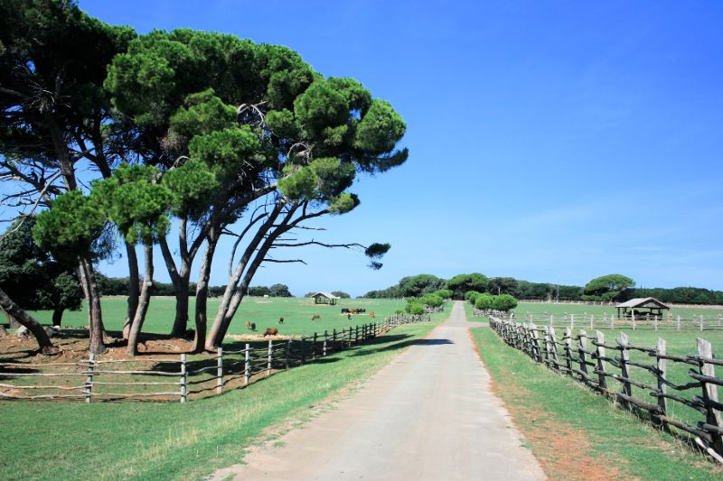 Brijuni National Park Kroatië