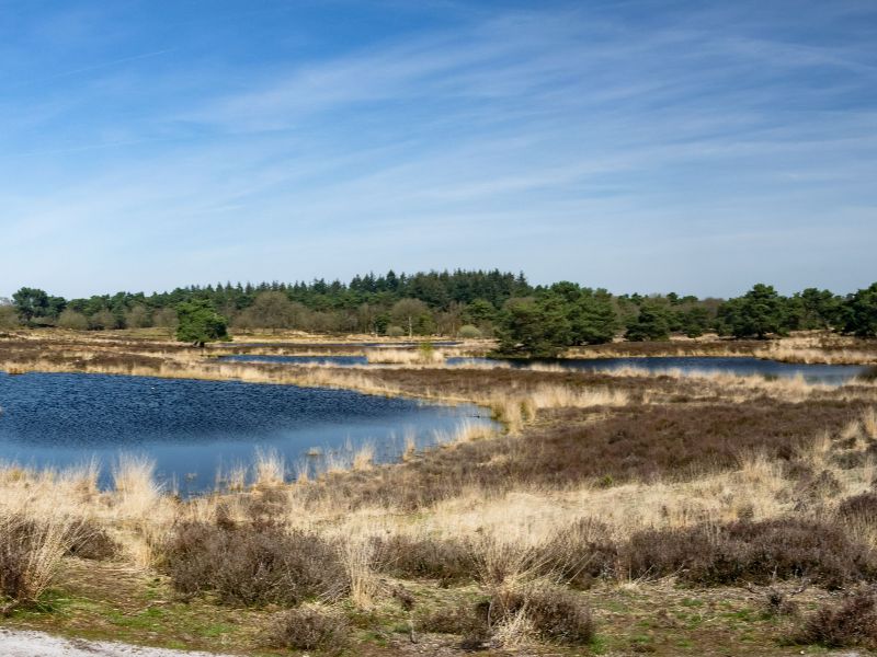 Nationalpark Maasduinen, zwei Seen, mit viel Gras und Wald