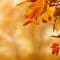 Camping im Herbst –  Farbenfroher Familienurlaub