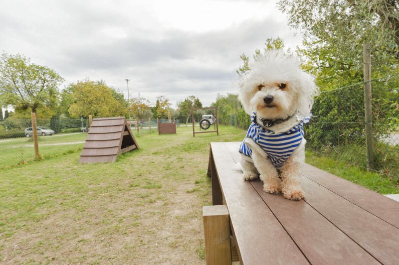 Hund auf Campingplatz