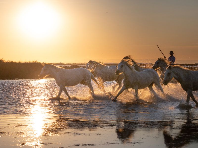 Pferde in der Camargue