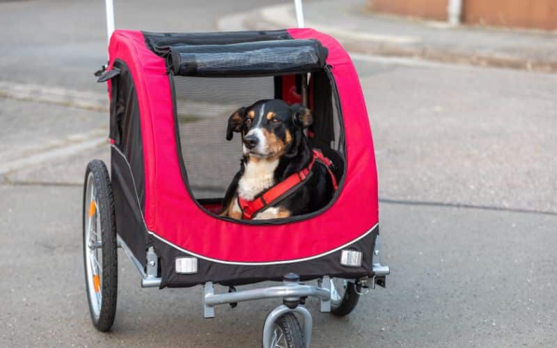 So kann Ihr Hund Sie auch auf langen Ausflügen begleiten.