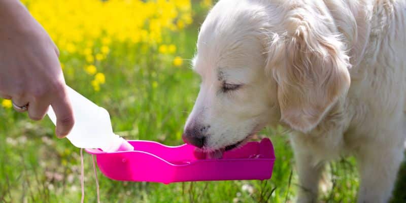 Eine tolle Möglichkeit, Ihren Hund unterwegs mit Wasser zu versorgen: die Hundetrinkflasche