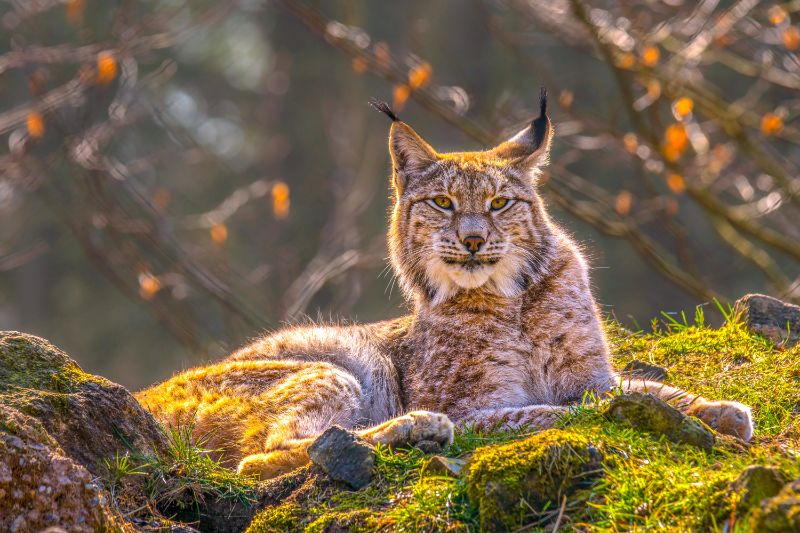 Wandern mit Kindern Luchs