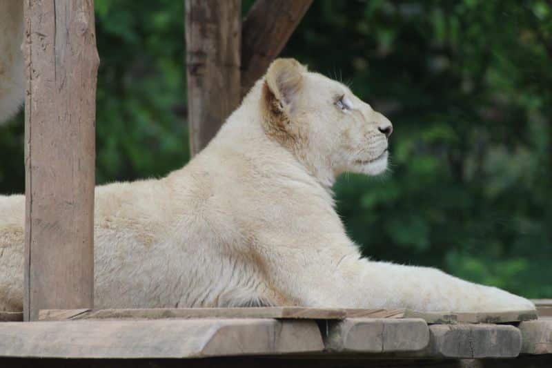 Zoo d'Amnéville - Zoos in Frankreich