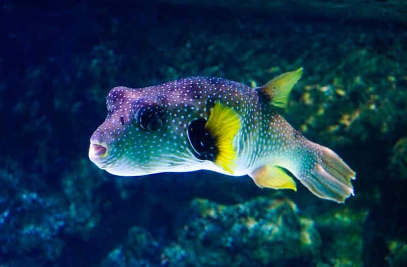 Aquarium La Rochelle - Zoos in Frankreich