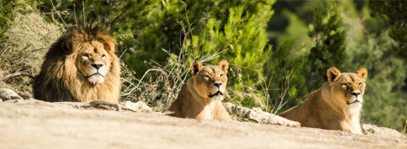 Réserve Africaine de Sigean - Zoos in Frankreich