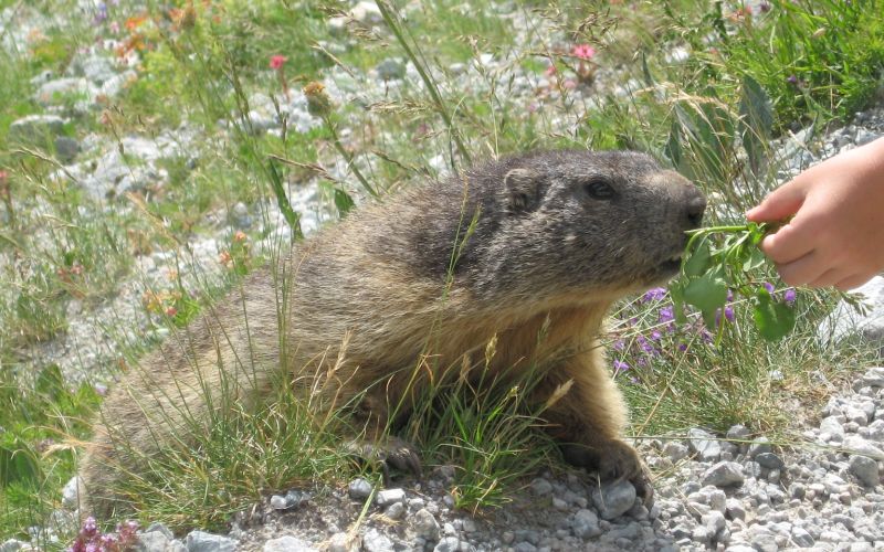 Rund um die Schutzhütte Refuge du Glacier Blanc könnt ihr handzahme Murmeltiere antreffen.