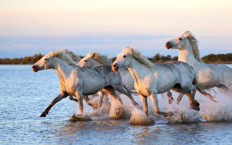 Die Nationalparks in Frankreich sind sehr vielseitig: In der Camargue könnt ihr Wildpferde sehen.