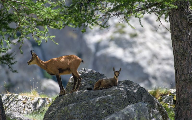 Im Mercantour-Nationalpark kann man Gämsen in freier Wildbahn beobachten.