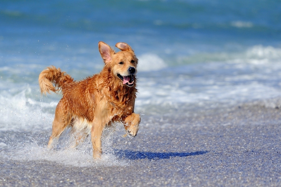 Ein Hund läuft durchs Wasser.