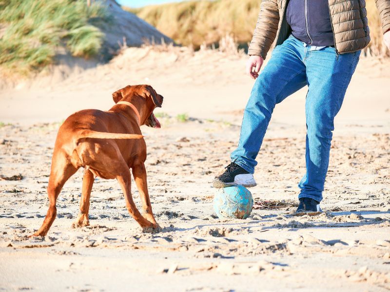 Mann spielt mit Ball und Hund am Strand