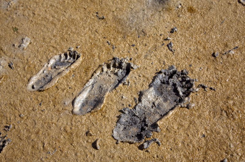 Tolles Fotomotiv bei einer Wattwanderung: Fußabdrücke im Watt