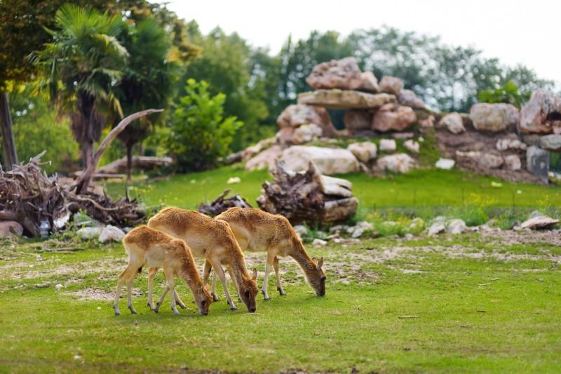 Hirsche im Parco Natura Viva