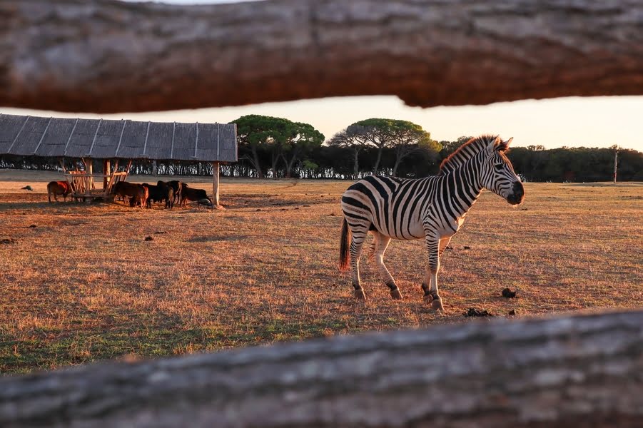 Zebra und andere afrikanische Tiere hinter einem Holzzaun