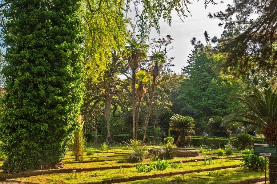 grüne Wege durch den botanischen Garten mit Palmen