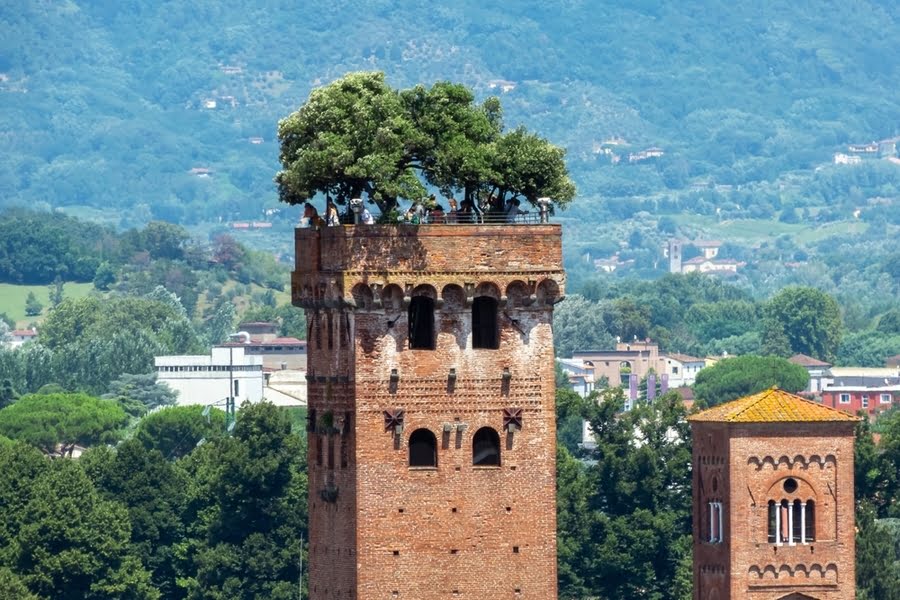 Eichenbäume auf einem Turm